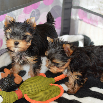 image of two yorkie puppies playing available for sale